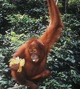 Орангутан (с плодами)