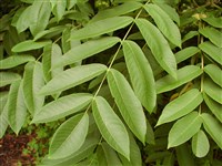 Орех айлантолистный, Зибольда – Juglans ailanthifolia Carr. (1)