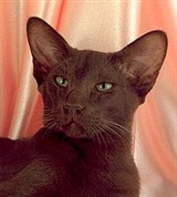 Ориентальная кошка (гавана)