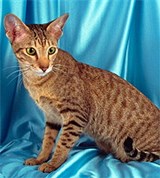 Ориентальная кошка (коричневая пятнистая)