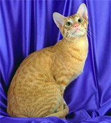 Ориентальная кошка (красная пятнистая)