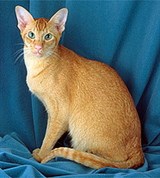 Ориентальная кошка (красная с тикингом)
