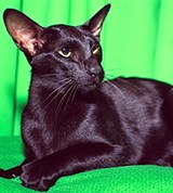 Ориентальная кошка (черная)