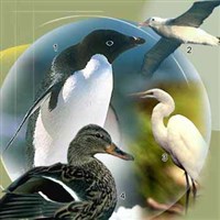 Орнитология (птицы, связанные с водой: 1 — пингвин Адели, 2 — обыкновенный буревестник, 3 — белая цапля, 4 — кряква)