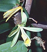 Орхидеи (цветок)