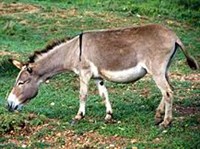 Осел дикий (Equus asinus)