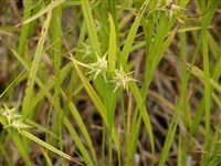 Осока Грея – Carex grayi Carey.