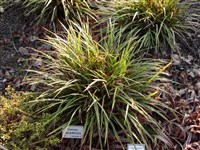 Осока Морроу – Carex morrowii Boott.