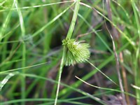 Осока богемская, сытевидная – Carex bohemica Schreb.