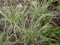 Осока косматая, Вильморена – Carex comans Berggren