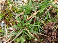 Осока крепкая – Carex firma Host.