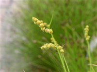 Осока лисья – Carex vulpina L.