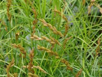 Осока мускусная – Carex muskingumensis Schweinf.