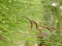 Осока прямостоячая – Carex elata All.