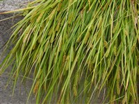 Осока пузырчатая – Carex vesicaria L. (1)