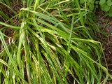 Осока свисающая, крупная – Carex pendula Huds. (2)