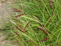 Осока слабая, сизая – Carex flacca Schreb.