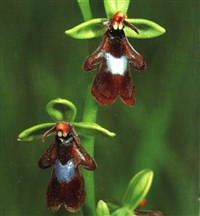 Офрис насекомоносный, мухоносный – Ophrys insectifera L.