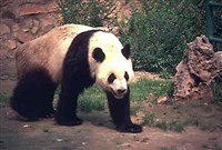 ПАНДЫ (большая панда)