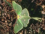 Павлиноглазки (Actias selene)
