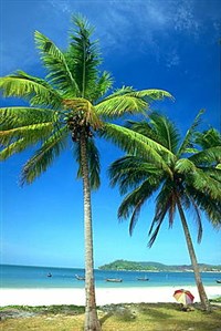Пальмы (кокосовые пальмы)