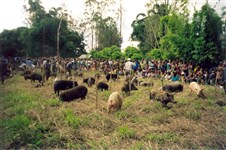 Папуа-Новая Гвинея (свиноводство)