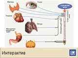 Парасимпатическая нервная система (действие парасимпатической нервной системы)
