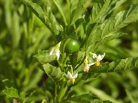 Паслен ложноперцевидный, коралловый, иерусалимская вишня – Solanum pseudocapsicum L.