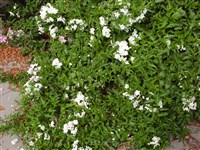 Паслён жасминовидный – Solanum jasminoides Paxt.