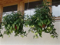 Паслён колючий, пепино – Solanum muricatum Ait. (1)