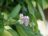 Паслён колючий, пепино – Solanum muricatum Ait. (2)