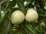 Паслён колючий, пепино – Solanum muricatum Ait. (3)