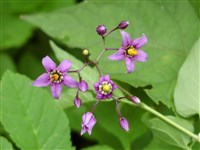 Паслён сладко-горький – Solanum dulcamara L. (1)