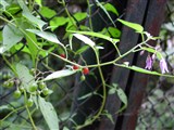 Паслён сладко-горький – Solanum dulcamara L. (2)
