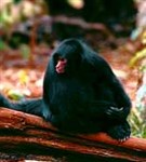 Паукообразная обезьяна (1)