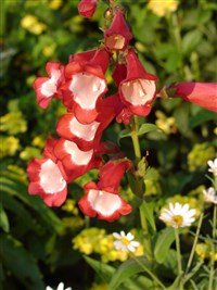 Пенстемон колокольчатый – Penstemon campanulatus Willd.