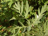 Пеон Потанина – Paeonia potaninii Komar. (2)