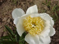 Пеон молочноцветковый, белоцветковый – Paeonia lactiflora Pall.