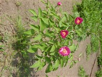 Пеон мужской – Paeonia mascula (L.) Mill. (1)