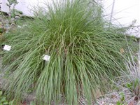 Перистощетинник лисохвостовый, японский, китайский – Pennisetum alopecuroides (L.) Spreng. (1)