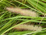 Перистощетинник лисохвостовый, японский, китайский – Pennisetum alopecuroides (L.) Spreng. (2)
