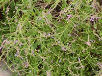 Перовския норичниковолистная – Perovskia scrophulariifolia Bunge.