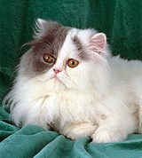 Персидская кошка (белая с голубым)