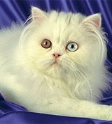 Персидская кошка (белая с различно окрашенными глазами)