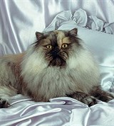 Персидская кошка (черепахово-дымчатая)