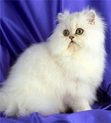 Персидская кошка (шиншилла)
