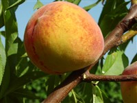 Персик обыкновенный – Persica vulgaris Mill.