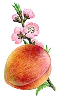 Персик (плод и побег с цветками)