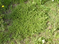Песчанка круглолистная – Arenaria rotundifolia Bieb.