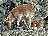Пиренейский горный козел (самка)